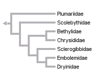 taxon links