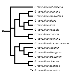 taxon links