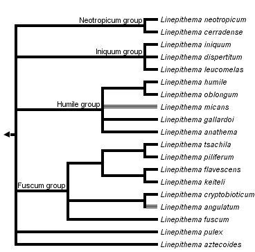 taxon links