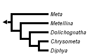 taxon links