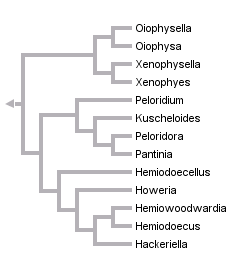 taxon links