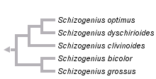 taxon links