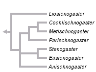 taxon links