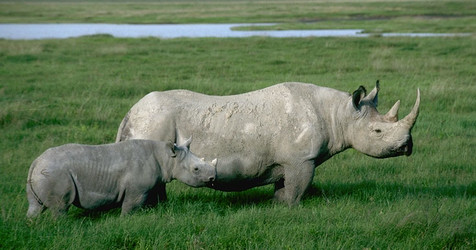 Black rhinoceros