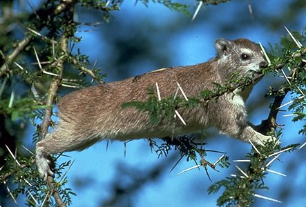 Heterohyrax brucei feeding in Acacia tortilis