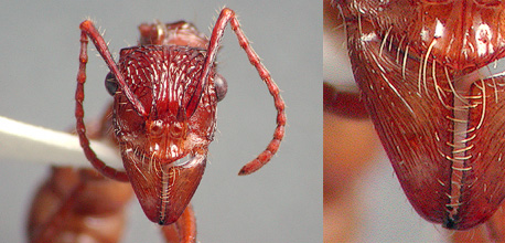 Ectatomma tuberculatum face and mandible