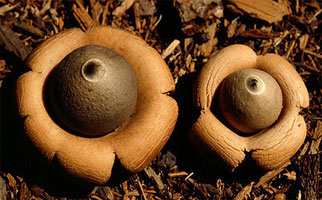 earthstar