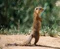 Unstriped ground squirrel (Xerus rutilus), Tarangire NP