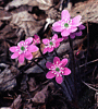 Hepatica