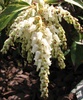 Girard's Rainbow Drooping Leucothoe (Leucothoe fontanisiana 'Girard's Rainbow')  Flower