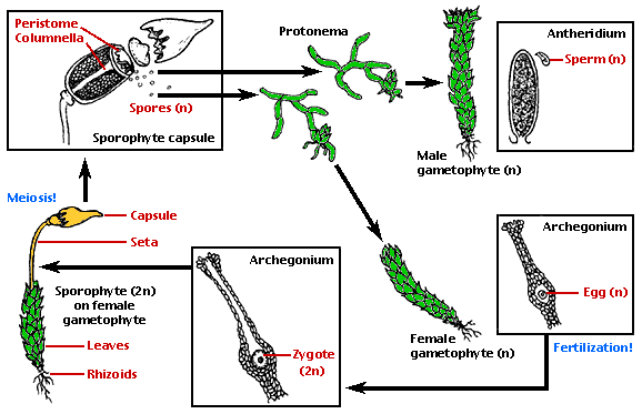 Life cycle of a dioicous moss