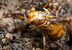 Neivamyrmex nigrescens workers attacking Lasius sp. queen