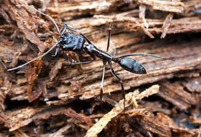 Odontomachus cephalotes