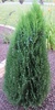 Northern Whitecedar (Thuja occidentalis)