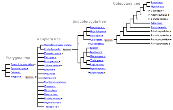 travelling down the tree from the beetle page